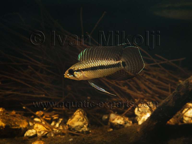 Apistogramma velifera